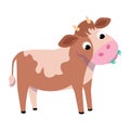 Funny calf chews grass. Animals on white background. Isolated image. Vector color illustration in cartoon style. Picture