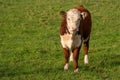 A funny calf red white head baby cow cattle with pink nose looking at the camera in sunset light Royalty Free Stock Photo