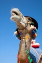 Funny camel Royalty Free Stock Photo