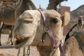Funny camel Royalty Free Stock Photo