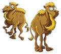 Funny Camel Royalty Free Stock Photo