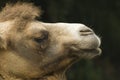 Funny camel Royalty Free Stock Photo