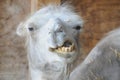 Funny Camel With Bad Teeth Royalty Free Stock Photo