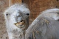 Funny Camel With Bad Teeth Royalty Free Stock Photo