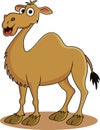 Funny camel cartoon Royalty Free Stock Photo