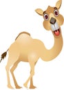 Funny camel cartoon Royalty Free Stock Photo