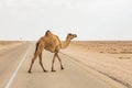 Funny camel crossing the road in desert Royalty Free Stock Photo