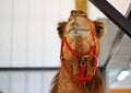 Funny Camel Eyes Royalty Free Stock Photo