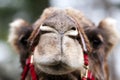 Funny camel face Royalty Free Stock Photo