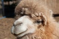 Funny camel face on a sunny day Royalty Free Stock Photo