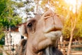 Funny camel face in zoo