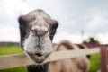 Funny camel on farm with green grass Royalty Free Stock Photo