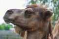 Funny camel head Royalty Free Stock Photo