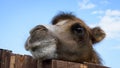 funny camel muzzle against the blue sky Royalty Free Stock Photo