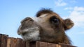 funny camel muzzle against the blue sky