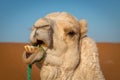 Funny Camel at the sahara desert, Merzouga, Morocco