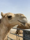 Funny Camel smile Royalty Free Stock Photo