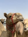 Funny Camel smile Royalty Free Stock Photo