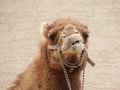 Funny Camel Royalty Free Stock Photo