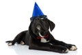 Funny cane corso dog wearing birthday hat, sunglasses and looking up Royalty Free Stock Photo