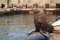 Funny Cape fur seal sitting on the wooden jetty under the sun looking at the sea in the city Cape Town Royalty Free Stock Photo