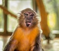 Funny Capuchin Monkey Royalty Free Stock Photo