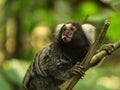 funny capuchin monkey sticking out his tongue Royalty Free Stock Photo