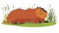 Funny funny capybara sleeping in nature. Sweet lazy capibara animal lying on grass, resting in peace, staying out of