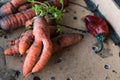 Funny carrots, homemade zero waste ugly food, antioxydant and non gmo vegetable, daucus carota