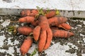 Funny carrots, homemade zero waste ugly food, antioxydant and non gmo vegetable, daucus carota