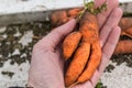 Funny carrots, homemade zero waste ugly food, antioxydant and non gmo vegetable, daucus carota