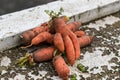 Funny carrots, homemade zero waste ugly food, antioxydant and non gmo vegetable, daucus carota