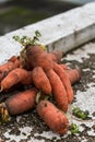 Funny carrots, homemade zero waste ugly food, antioxydant and non gmo vegetable, daucus carota