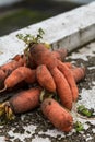 Funny carrots, homemade zero waste ugly food, antioxydant and non gmo vegetable, daucus carota