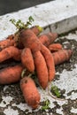 Funny carrots, homemade zero waste ugly food, antioxydant and non gmo vegetable, daucus carota