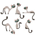 Siamese elegant cats design set Royalty Free Stock Photo