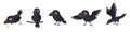 Funny cartoon Black crows, birds in different poses and characters Royalty Free Stock Photo