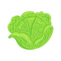 Funny cartoon cabbage. Cute vegetable. Vector food illustration isolated on white background