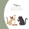 Funny cartoon cats scratching claw sharpener and licking paw with meow typography vector illustration.