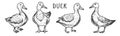 Funny cartoon ducks farm birds set Royalty Free Stock Photo