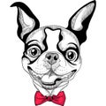 Funny cartoon hipster Boston Terrier breed smiling