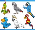 funny cartoon parrots birds animal characters set Royalty Free Stock Photo