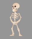 Funny cartoon skeleton posing while standing. Vector bony character. Human bones illustration skeletal. Dead man on