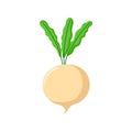 Funny cartoon turnip. Cute vegetable. Vector food illustration isolated on white background