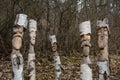 Funny carved faces in sawn-off birch trees