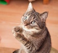 Funny cat asking for a snack Royalty Free Stock Photo