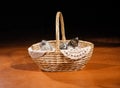 Funny cat in the basket on the floor Royalty Free Stock Photo