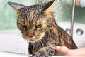 Funny Cat bath Royalty Free Stock Photo