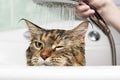 Funny Cat bath Royalty Free Stock Photo