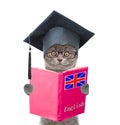 Funny cat with black graduation hat holding an English textbook Royalty Free Stock Photo